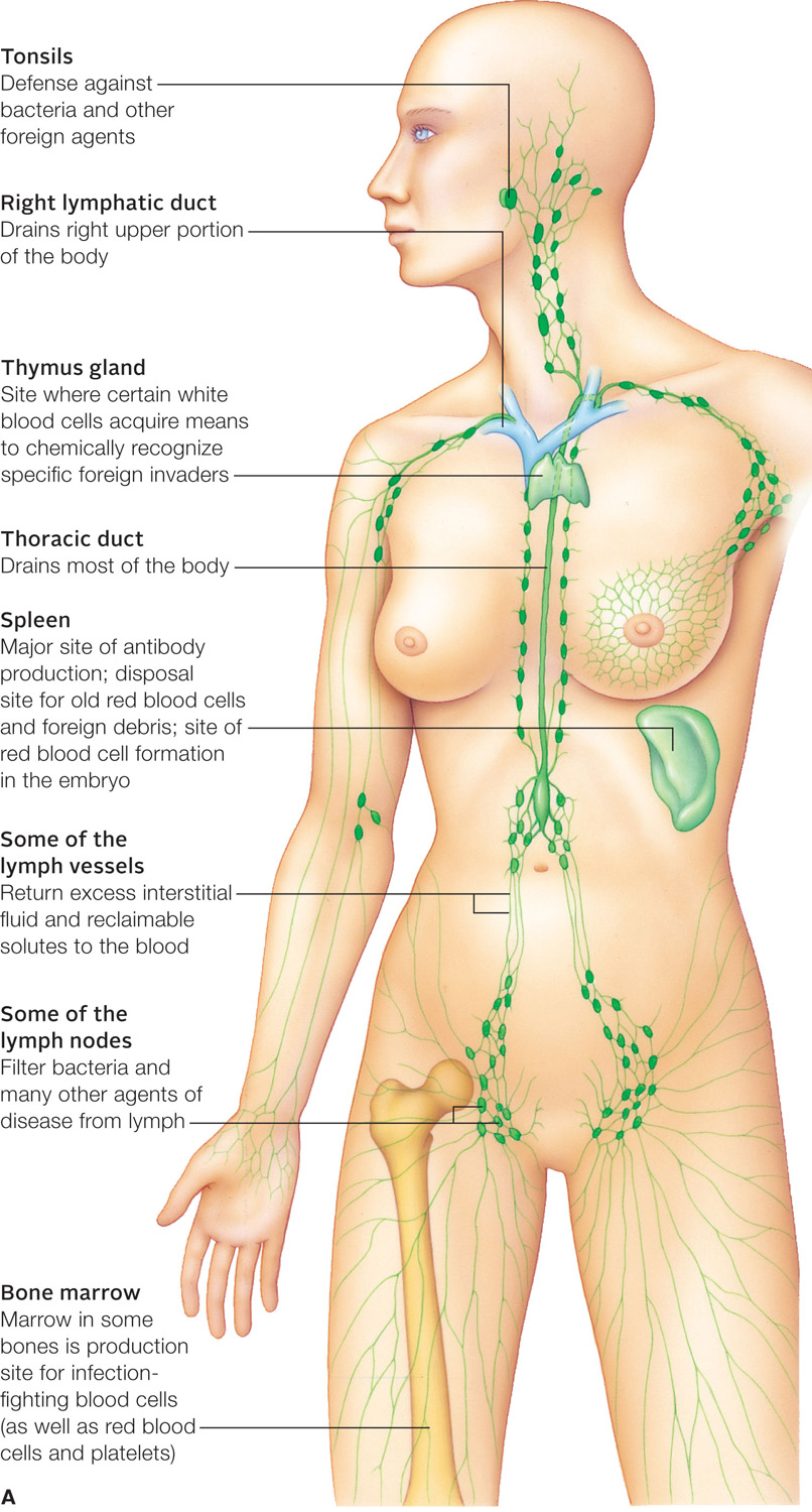 Components of the lymphatic system