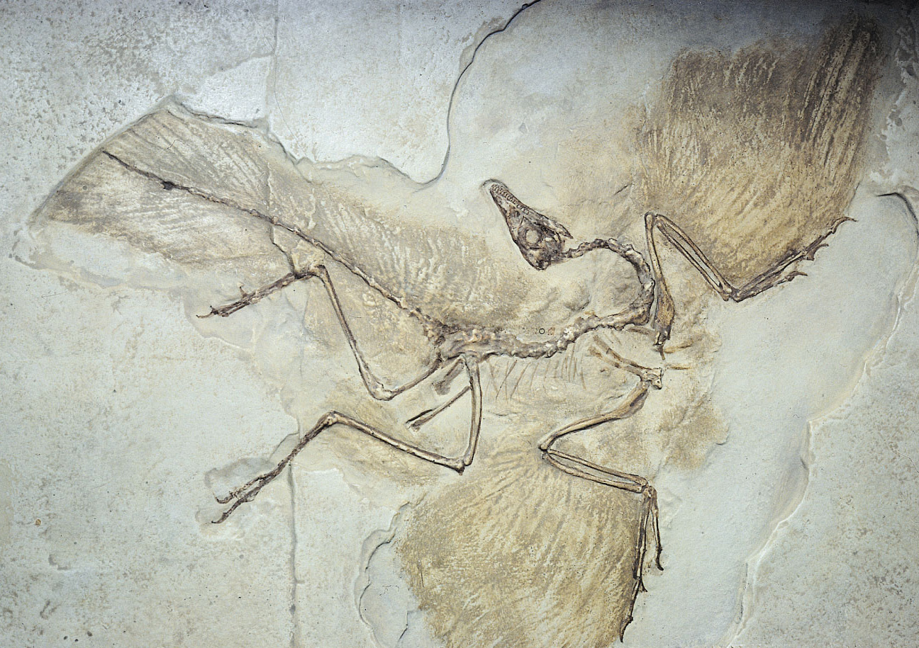 Archaeopteryx