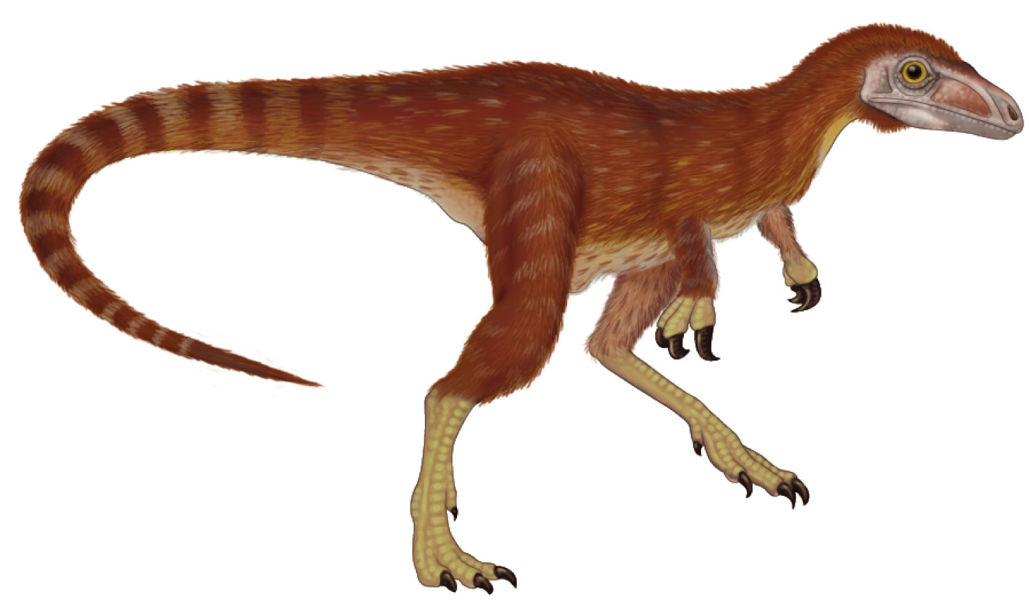 Sinosauropteryx