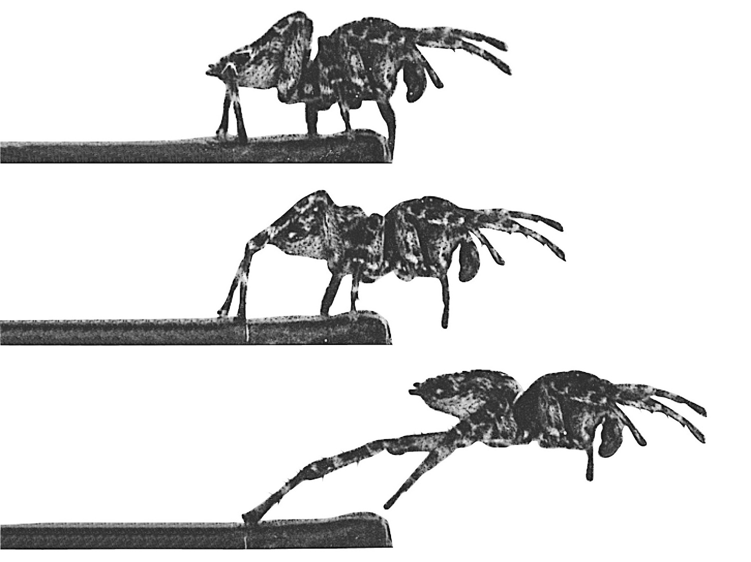 Side view of a jumping spider making a leap