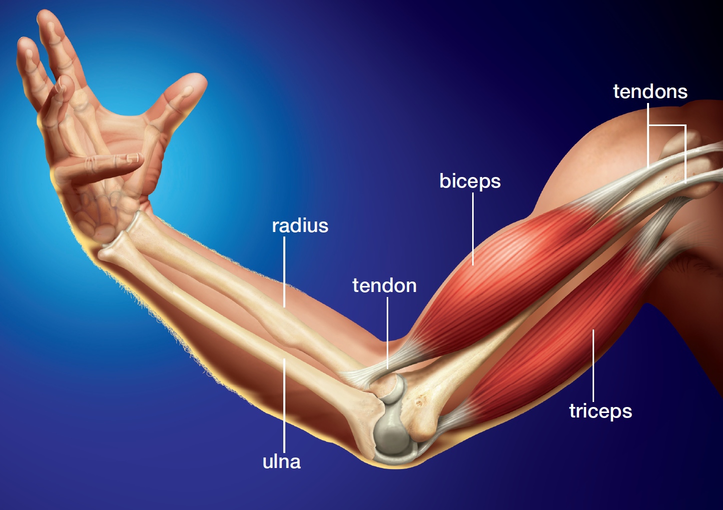 Opposing muscles of the upper arm