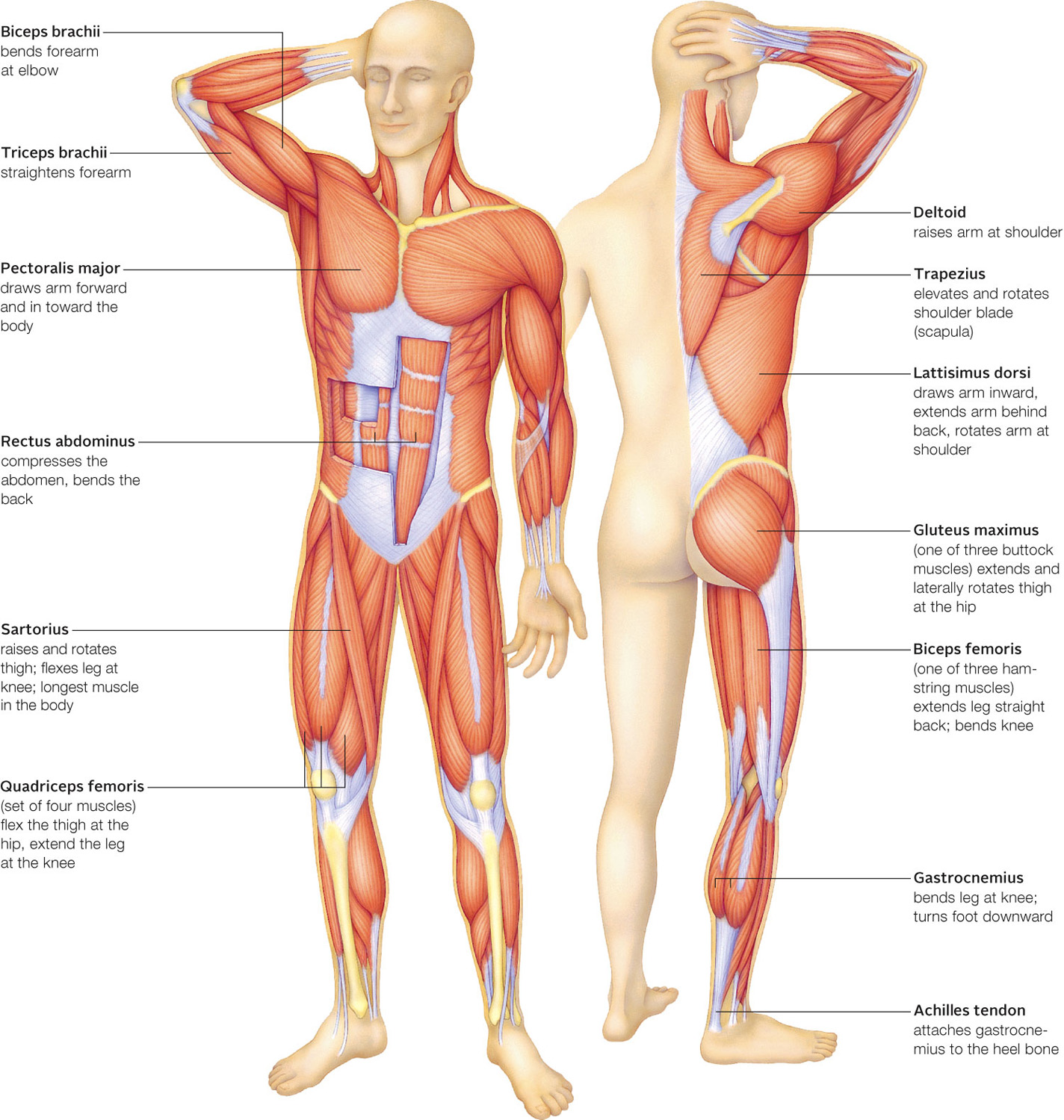 Major muscles of the human musculoskeletal system
