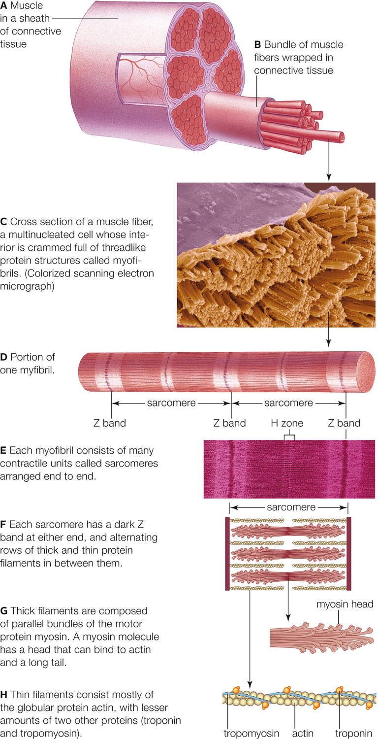 Structure of a skeletal muscle.