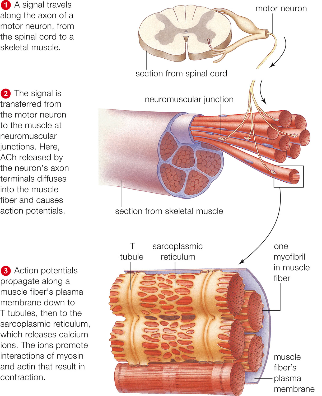 Pathway by which the nervous system controls skeletal muscle contraction