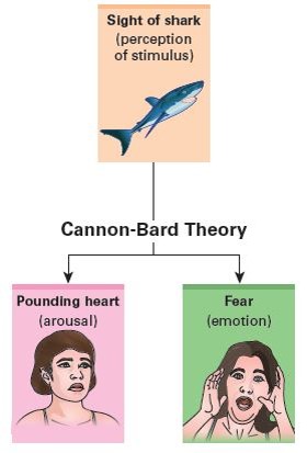 The Cannon-Bard Theory of Emotion