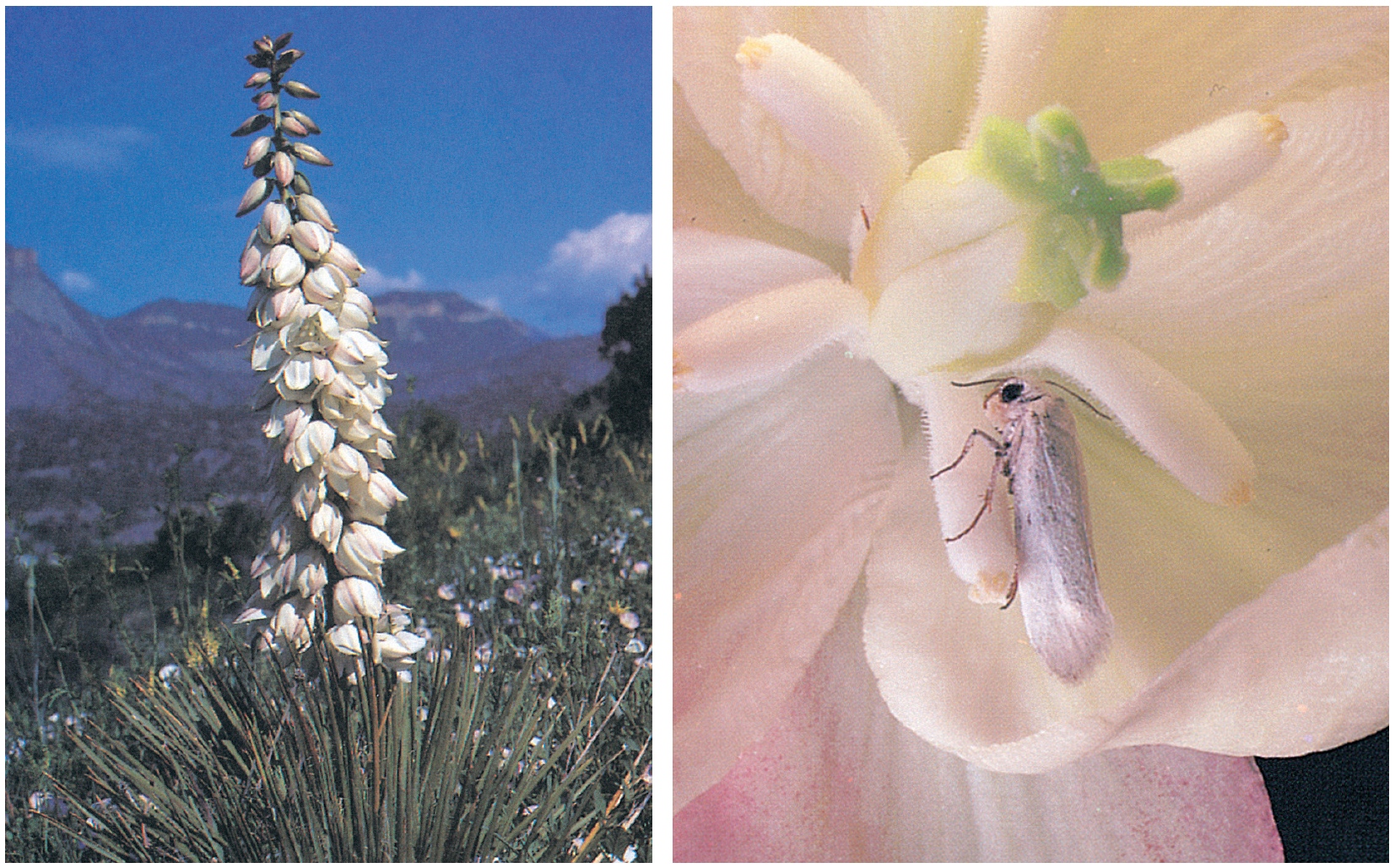 Obligate Mutualism: Yucca and Moth 