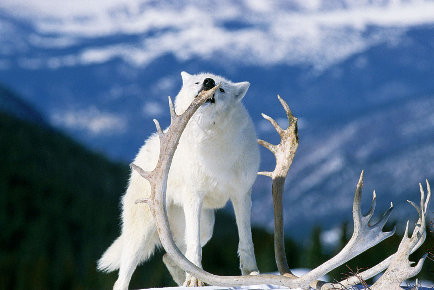 Canis lupus feeding on caribou