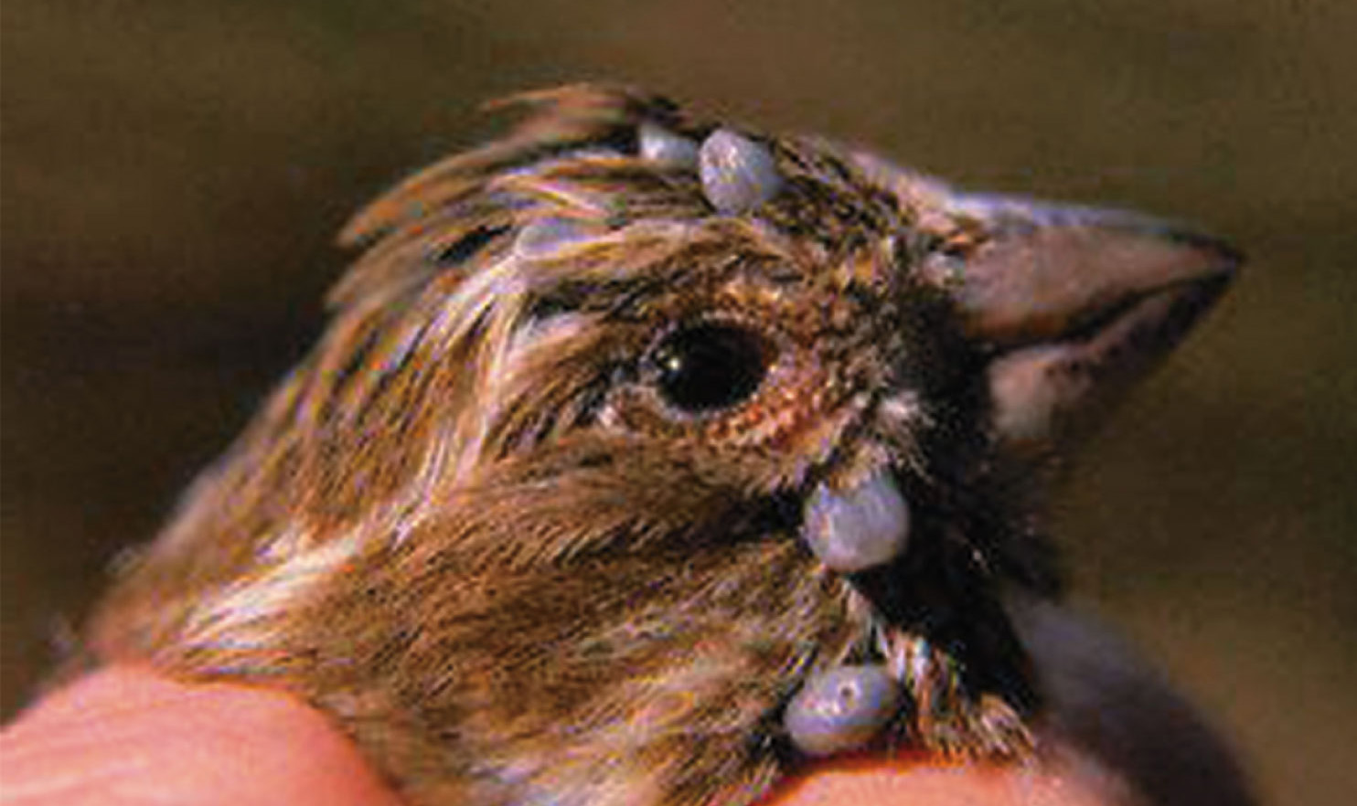 Ectoparasitic ticks attached to and sucking blood from a finch.