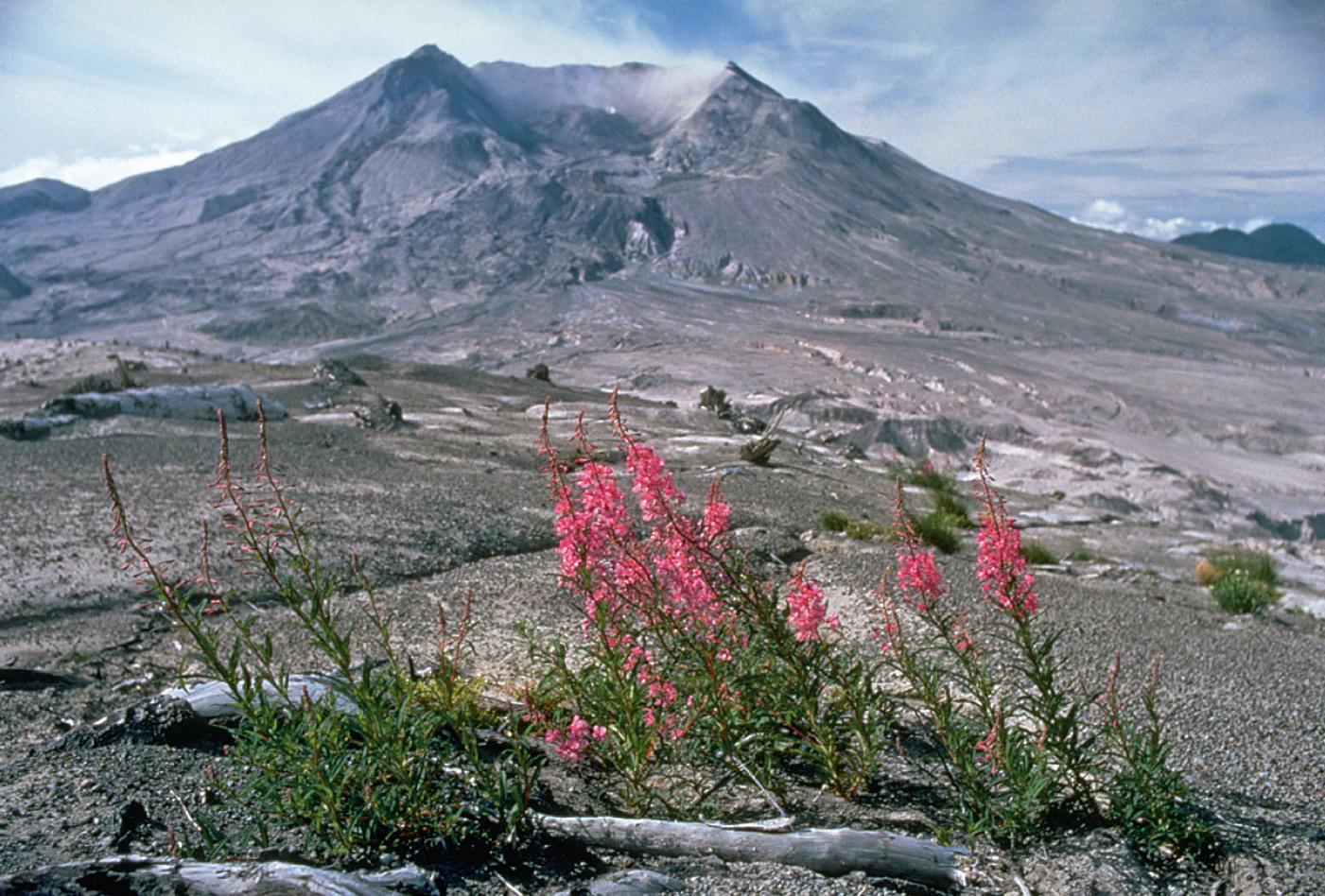 The first pioneer species arrived less than a decade after the eruption.