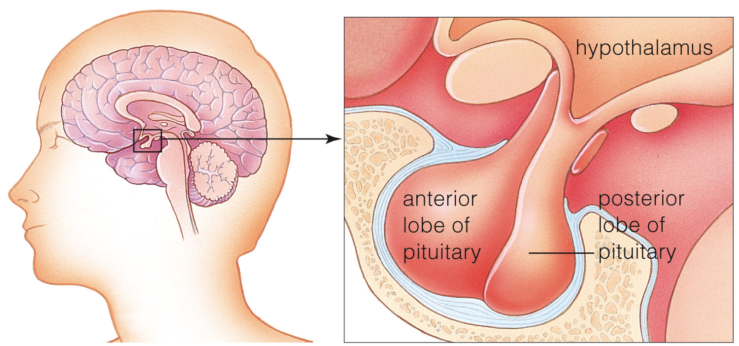 Location of the hypothalamus and pituitary gland