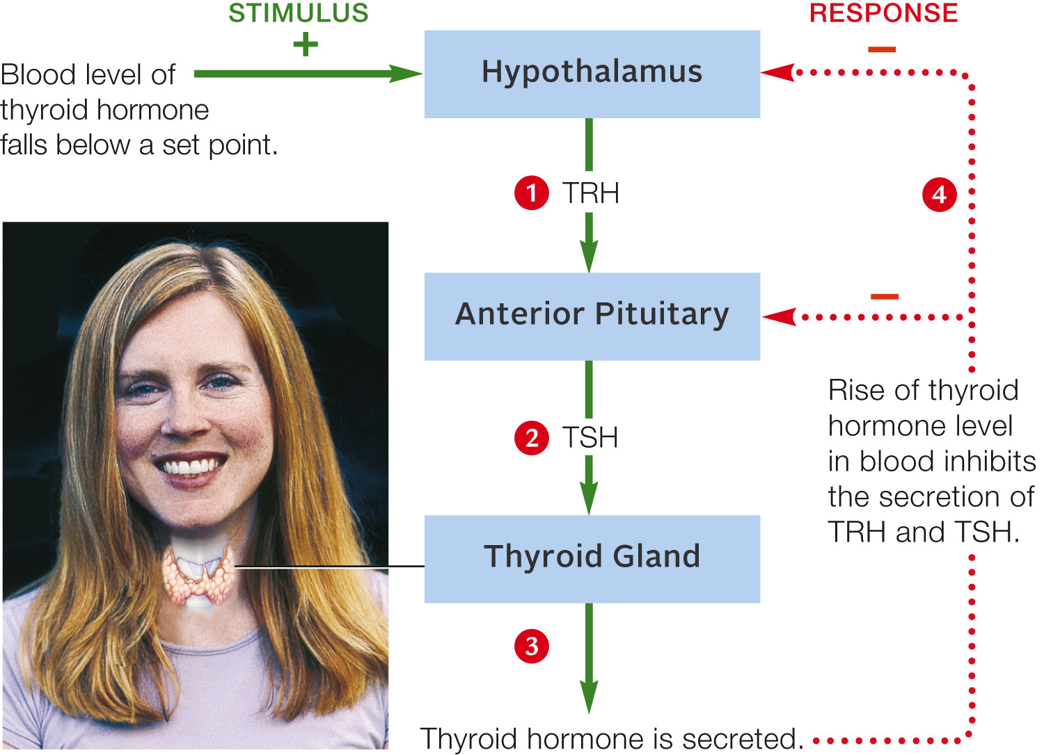 Thyroid Function