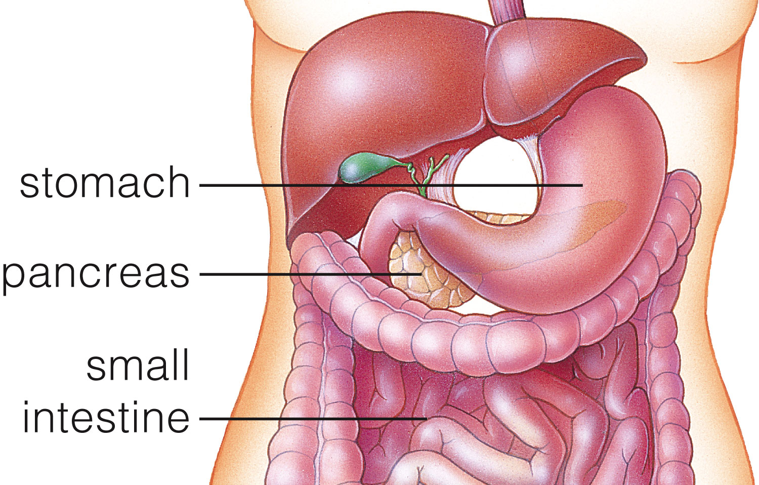 Location of the Pancreas