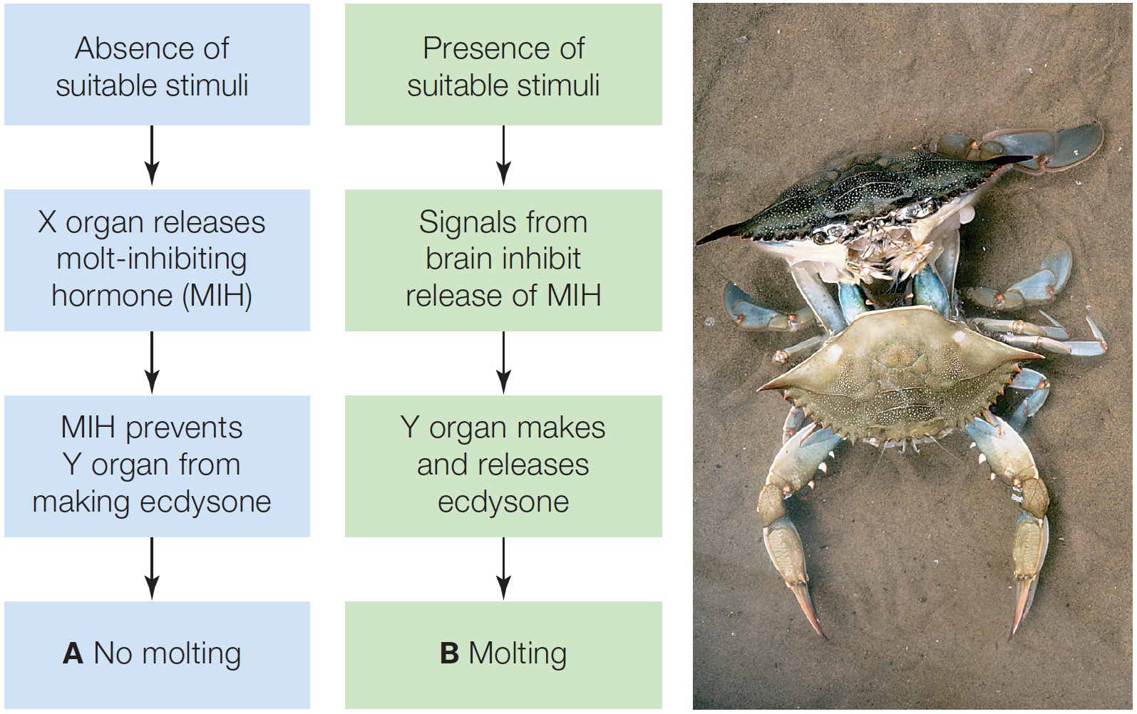Control of Molting in Crabs