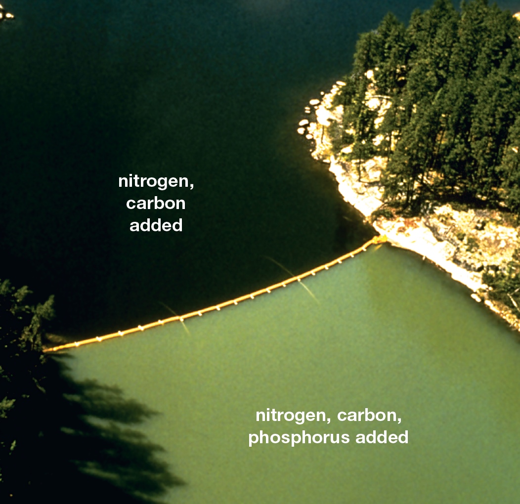 Effect of Phosphate Pollution