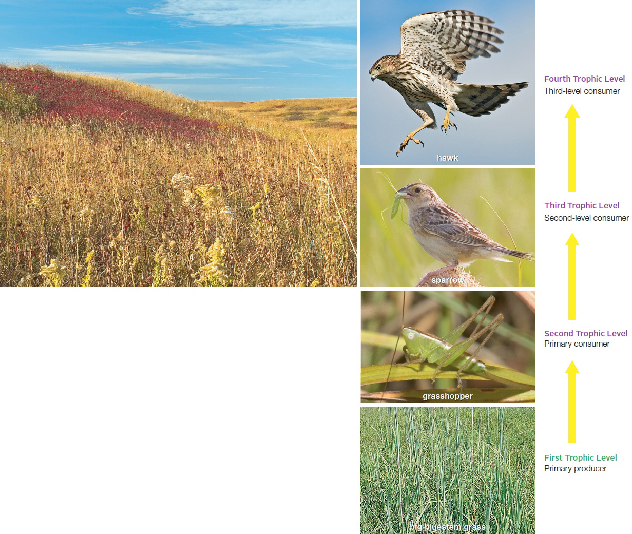 Tallgrass Prairie: Food Chain and Trophic Levels