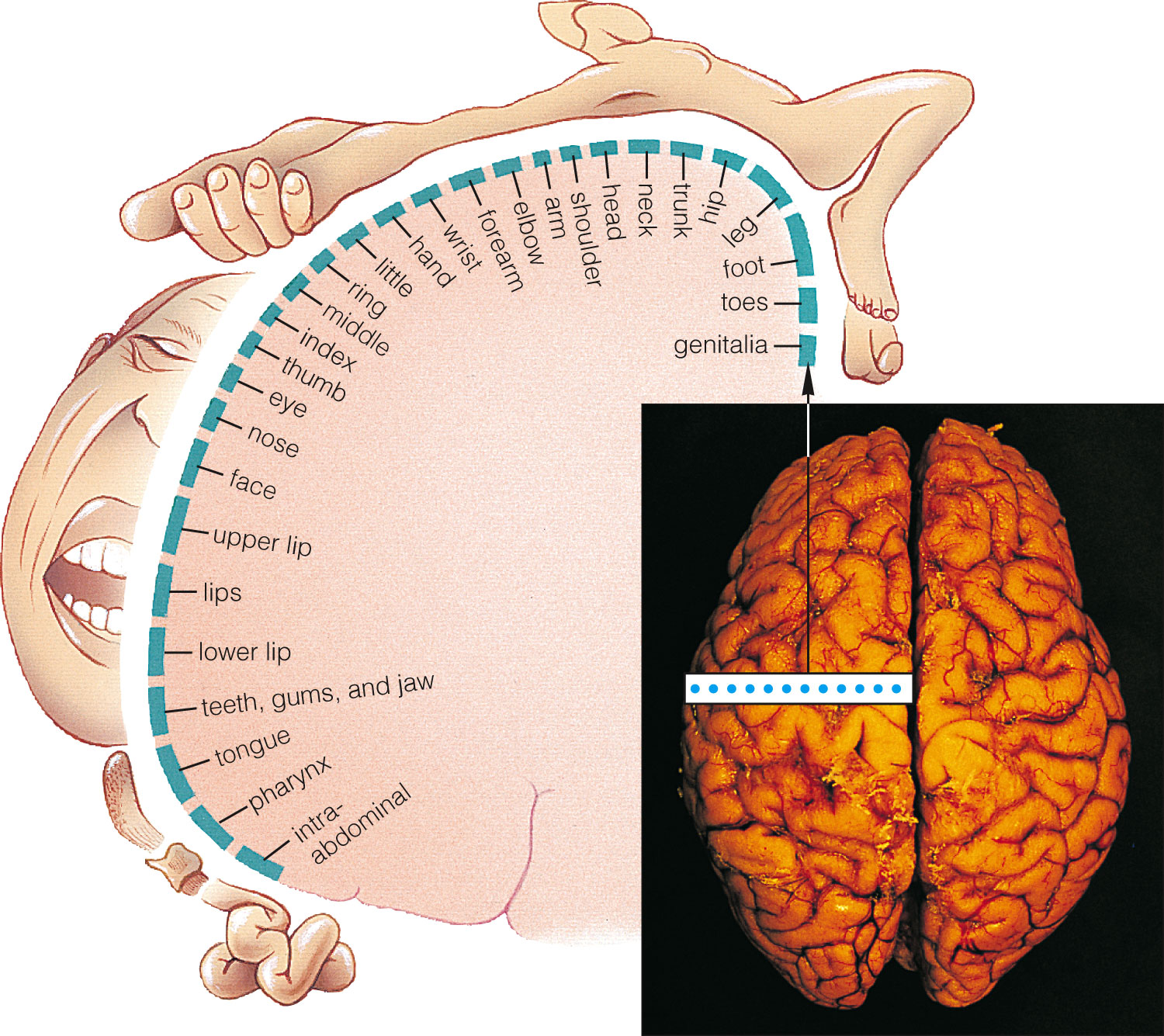 Body Regions in the Somatosensory Cortex