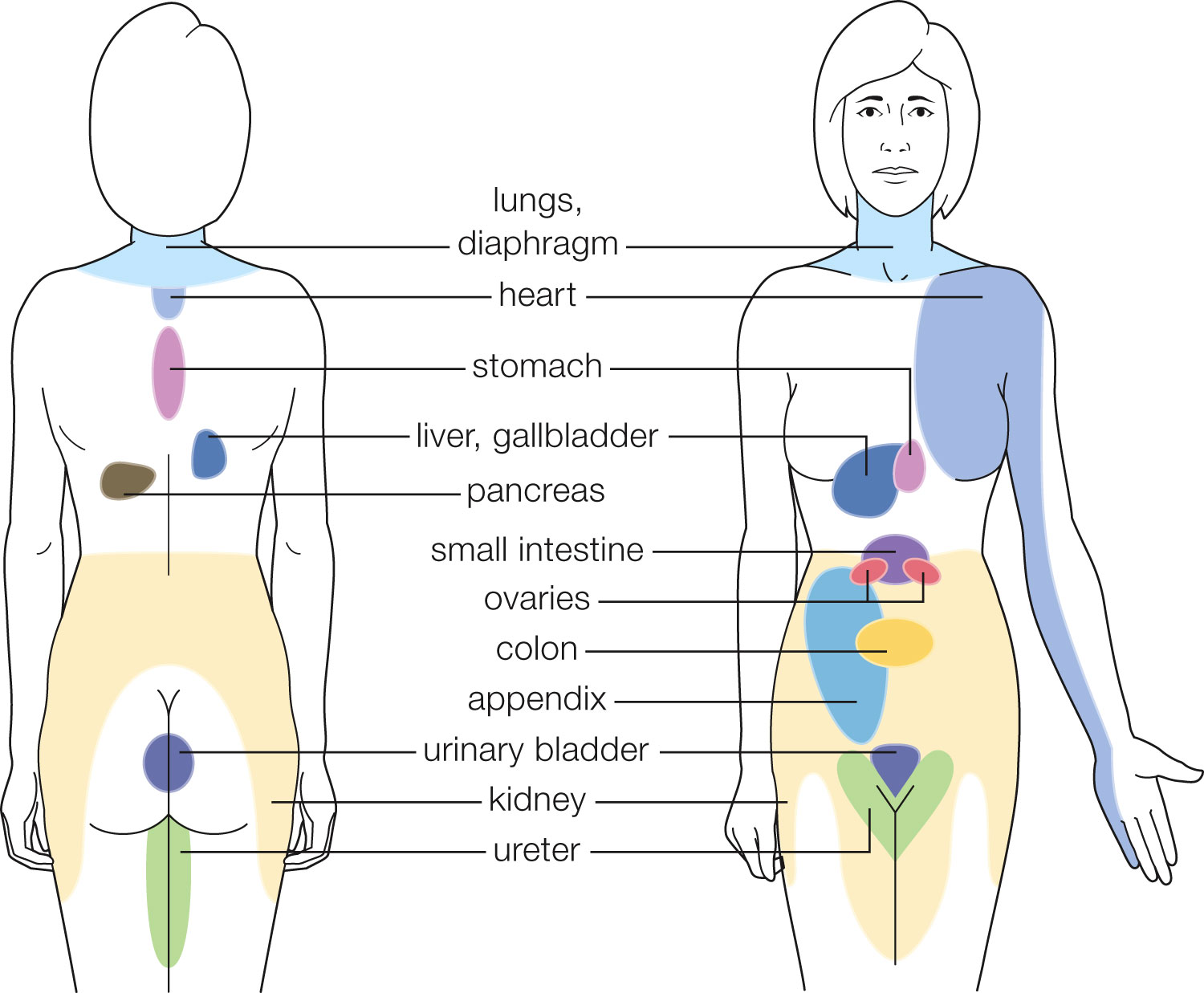 Sites of referred pain