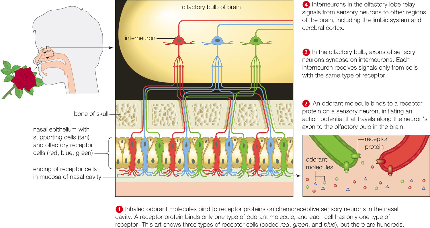 Human sense of smell