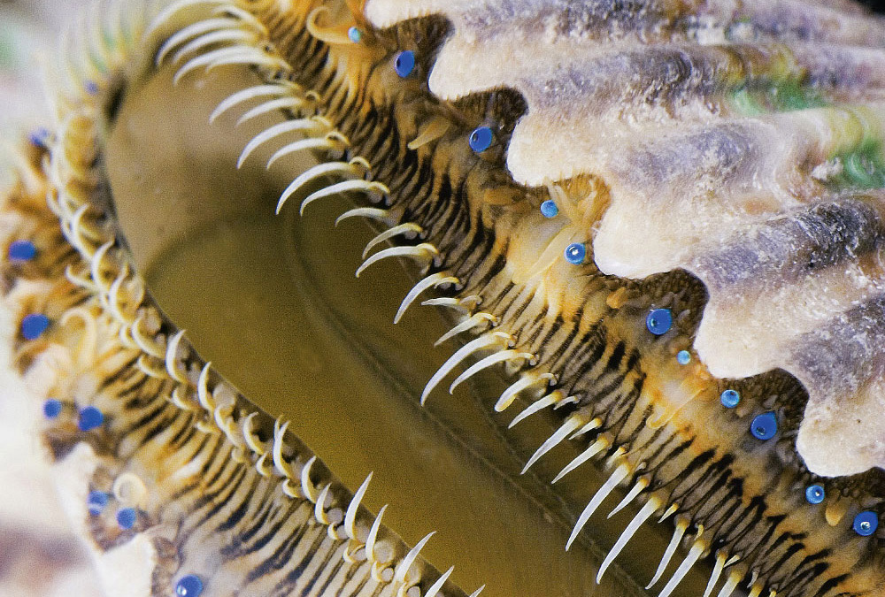 Eyes of a Scallop