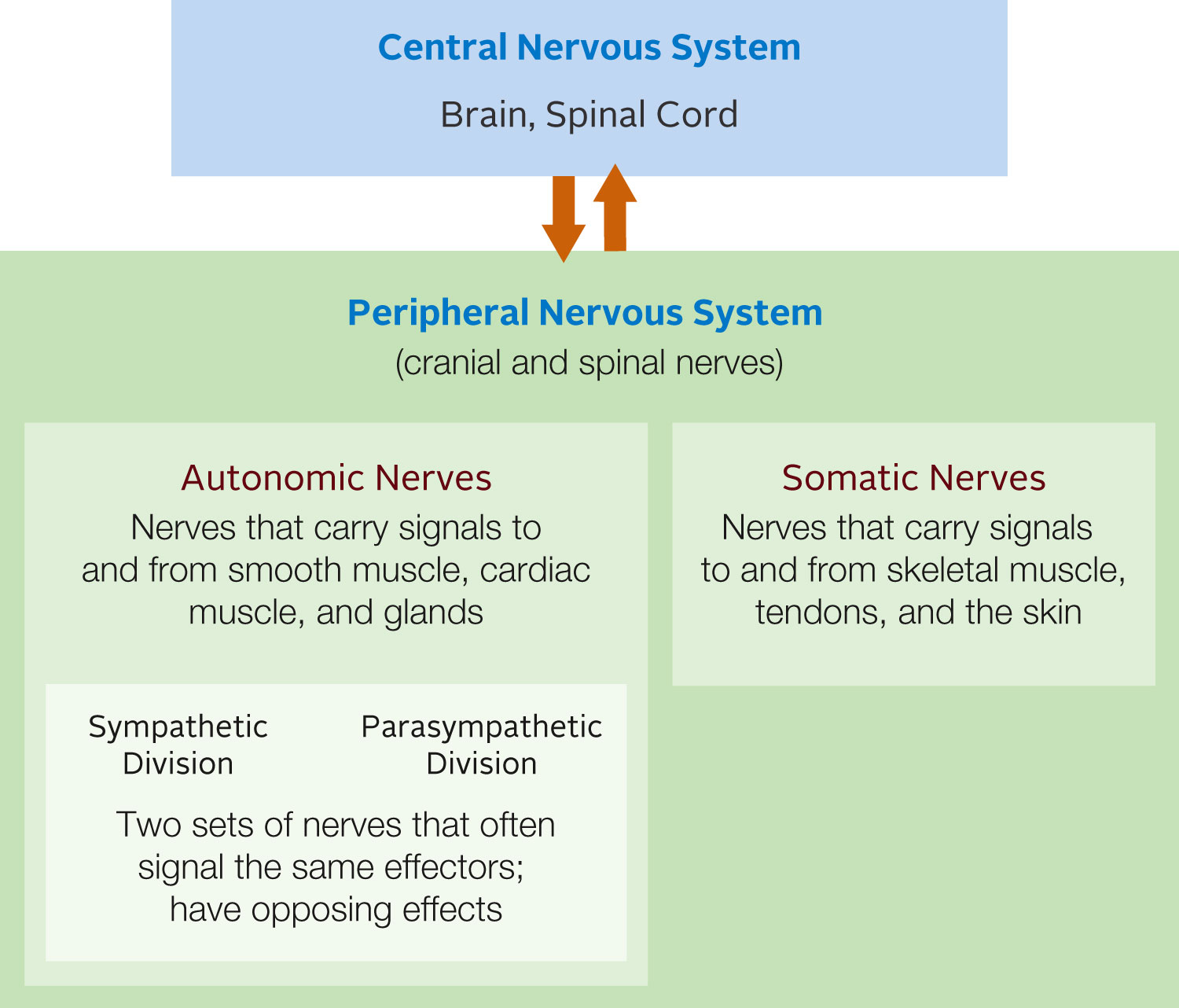 Functional divisions of vertebrate nervous systems