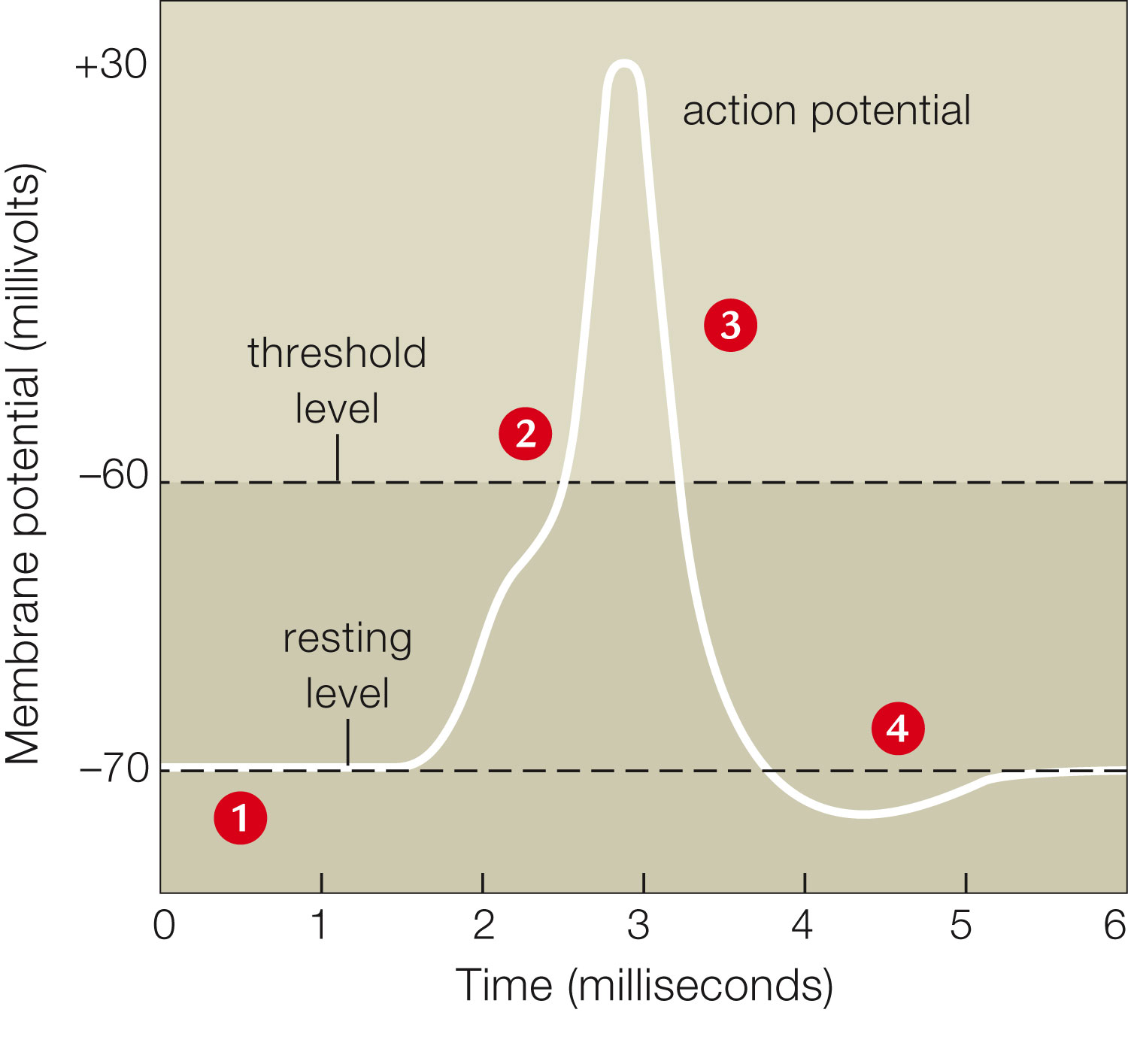 Action Potential Membrane Potential