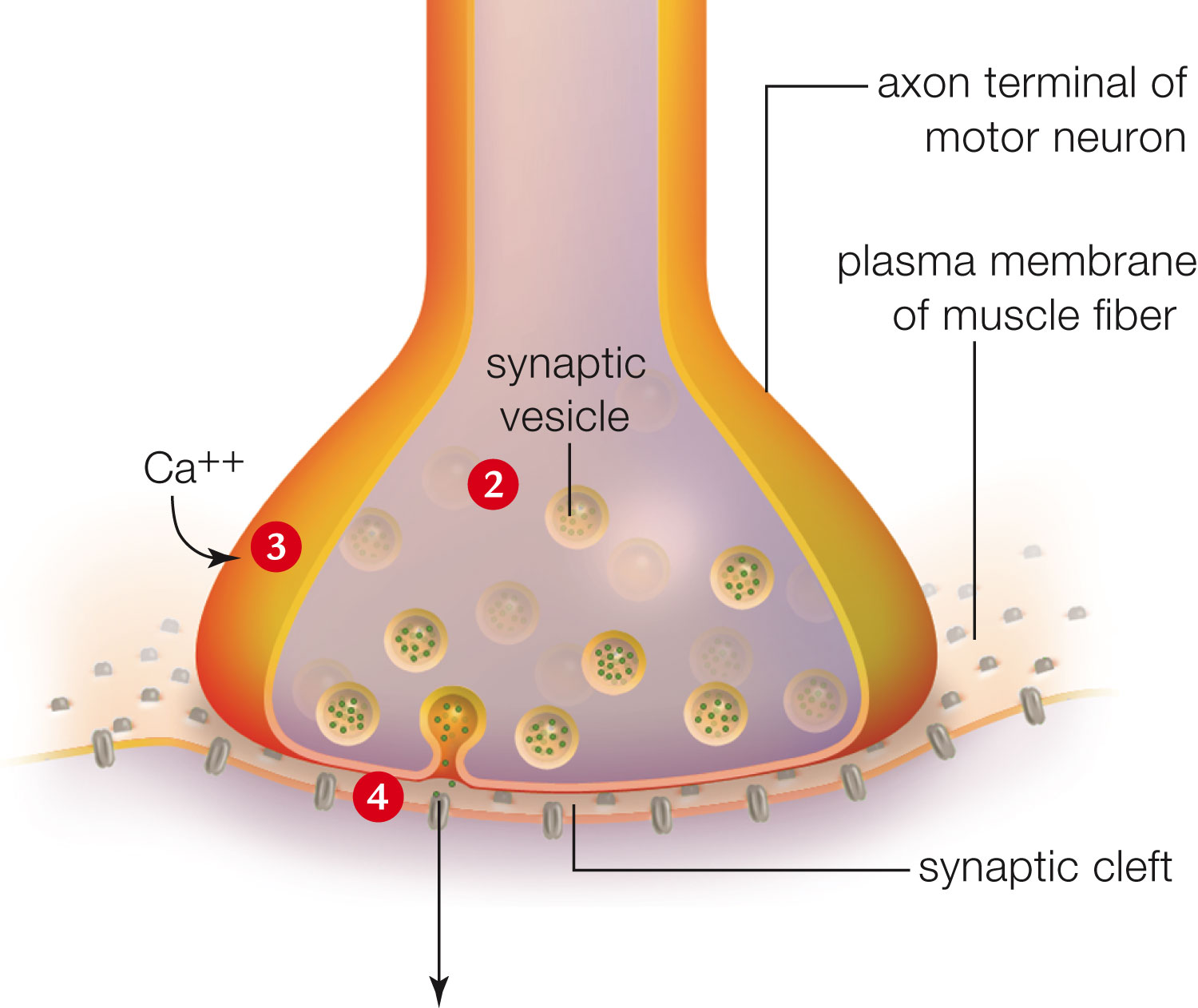 Synapse