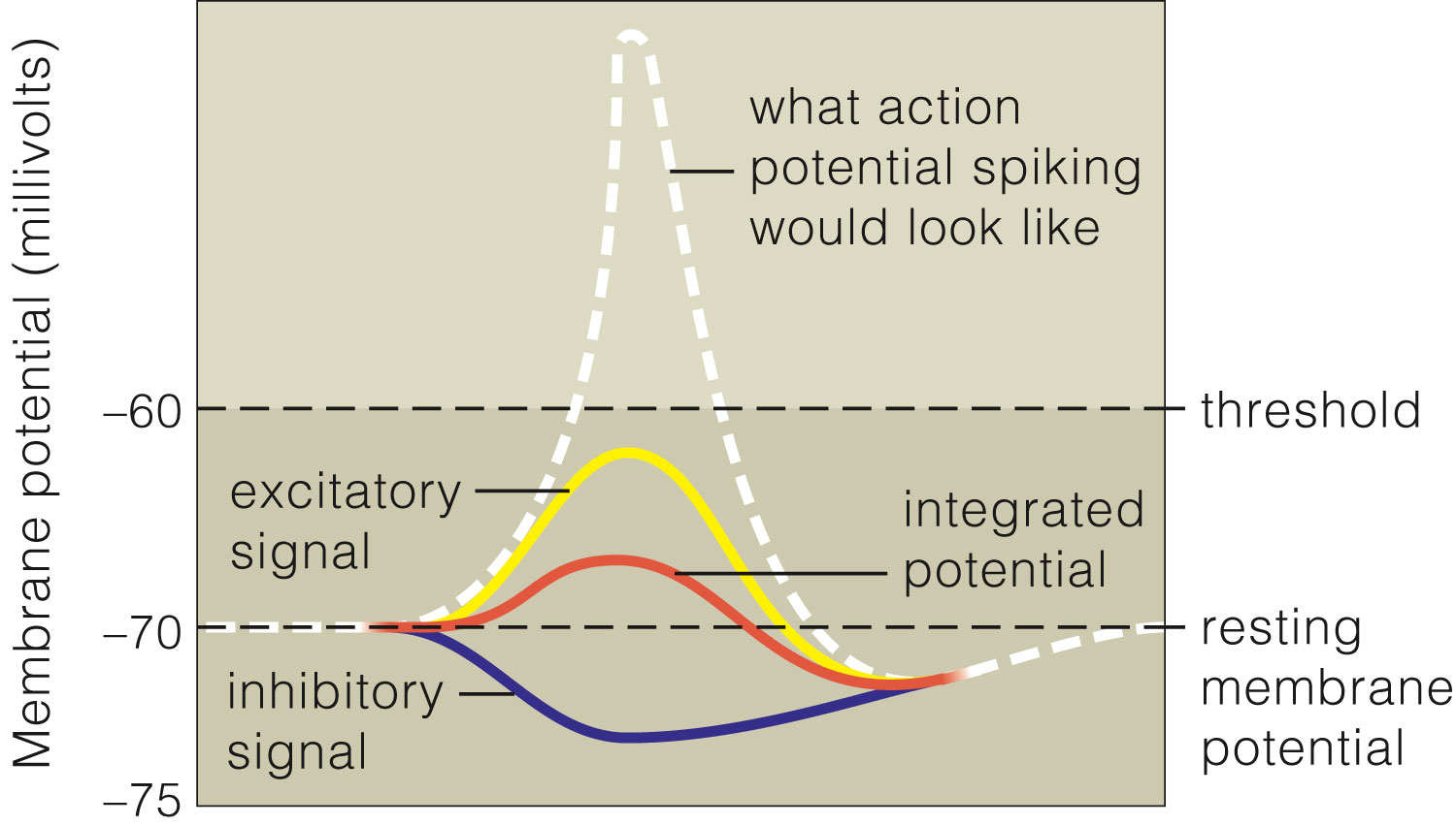 Synaptic Integration