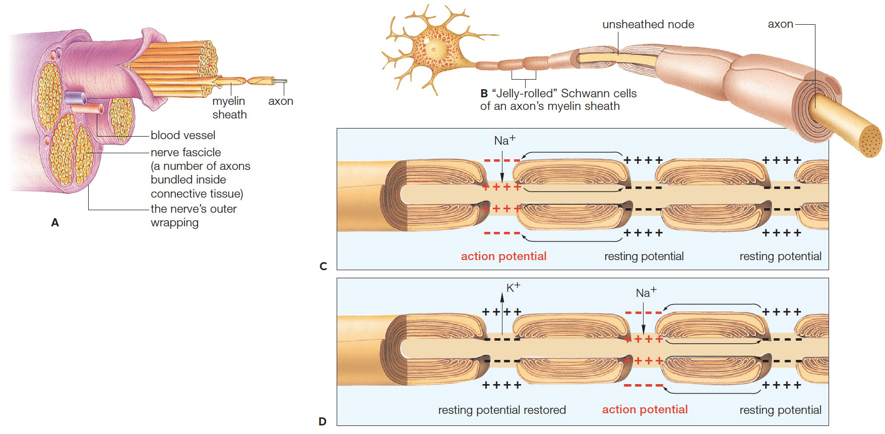 Myelin sheath 