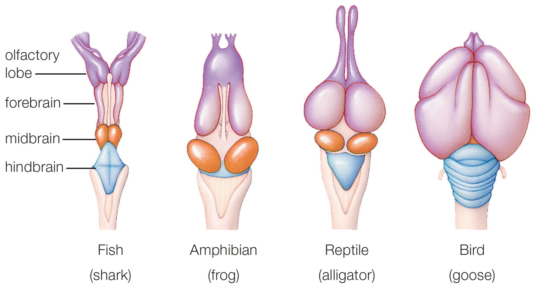 Vertebrate Brains