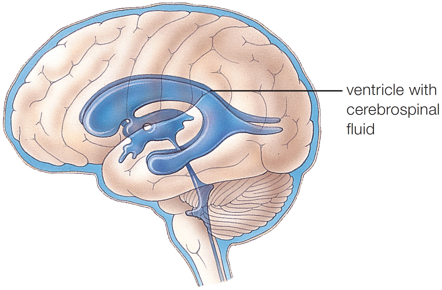 Cerebrospinal Fluid