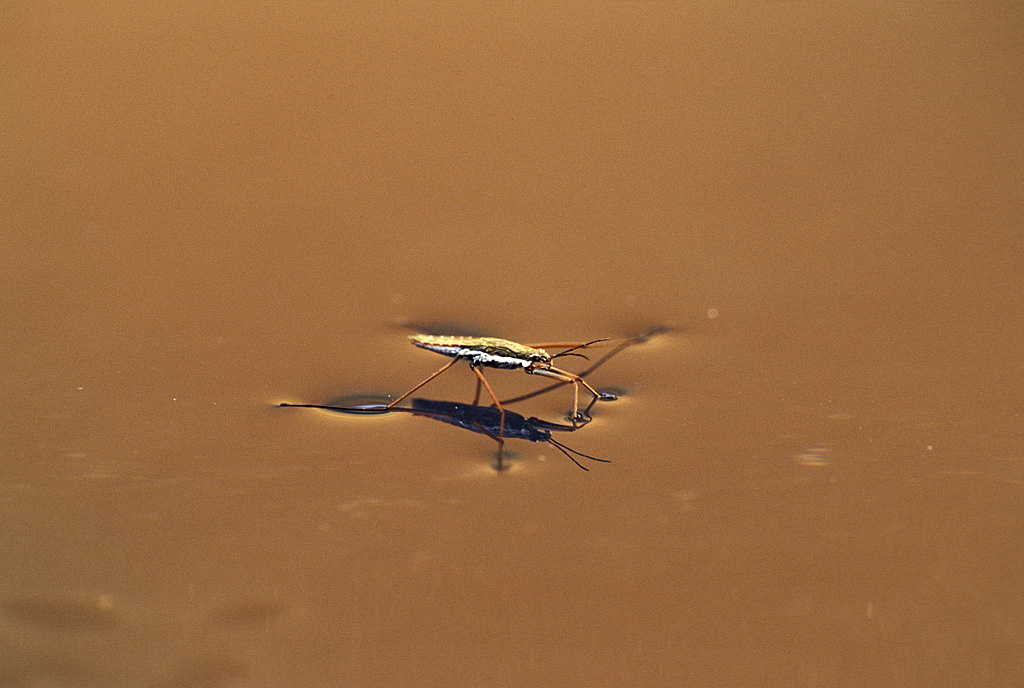 Water strider (Gerris remigis) on water surface, showing surface tension.