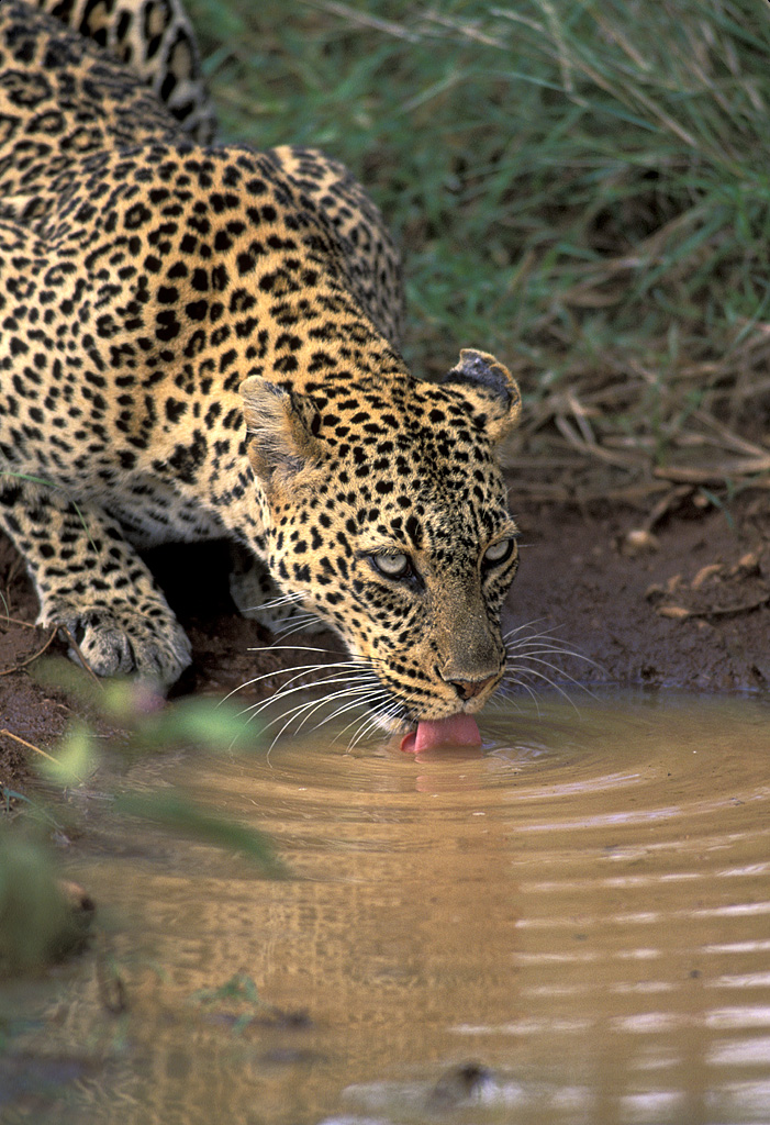 Leopard drinking.
