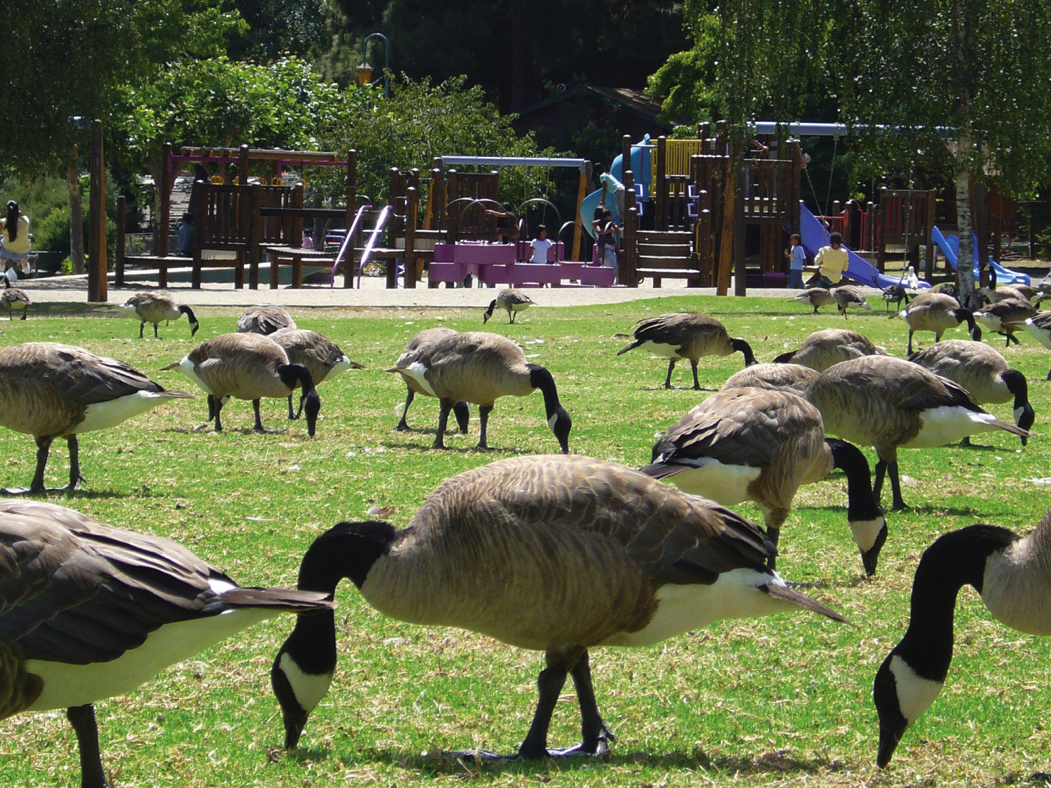 Canada Geese