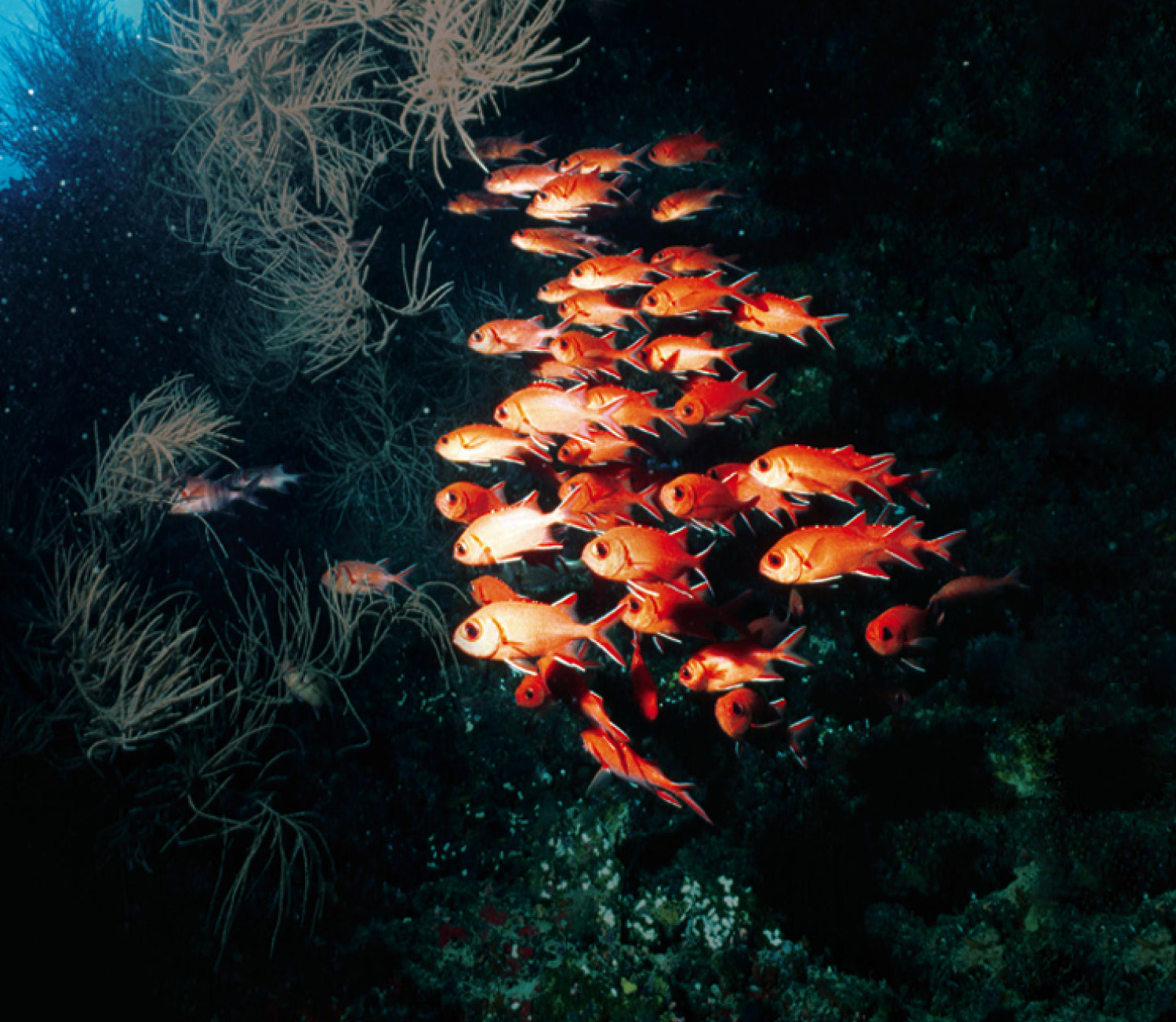 Clumped distribution  of schooling squirrelfish