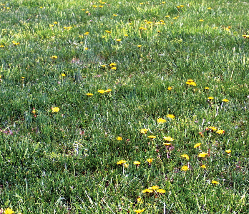 Random distribution  of dandelions