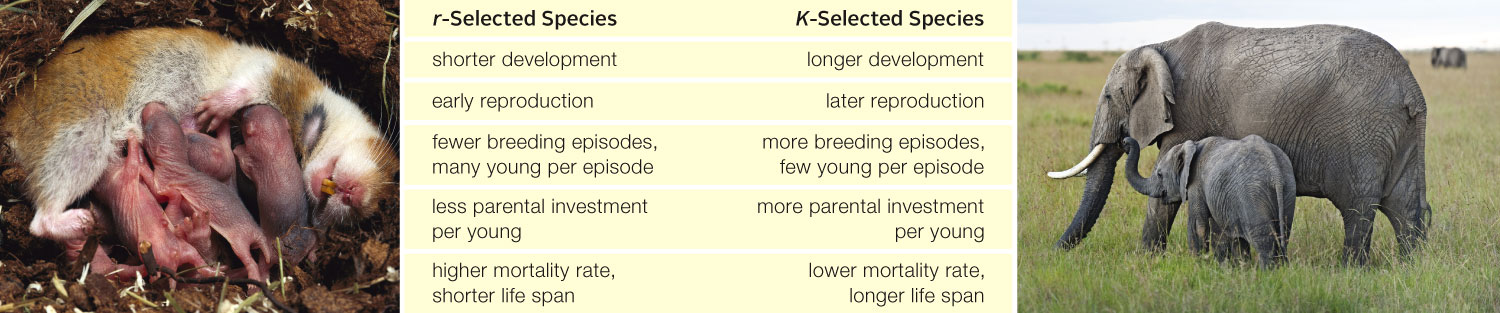 Comparison of traits associated with r-selection and K-selection