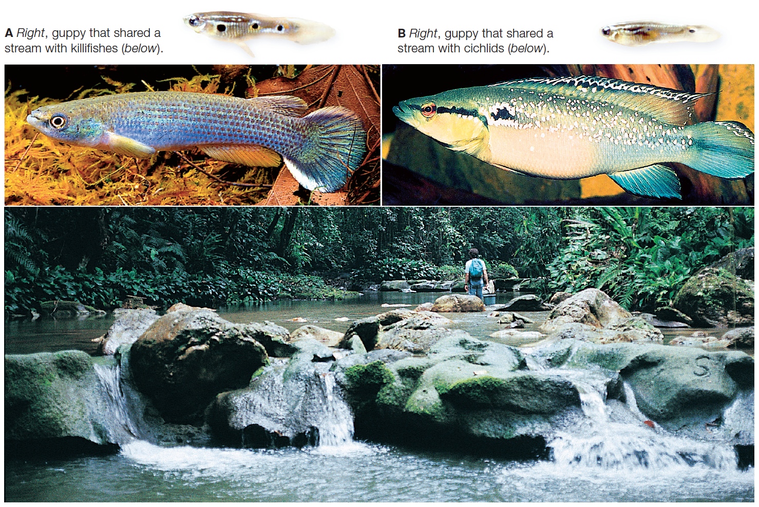 A field study of guppy life history evolution.