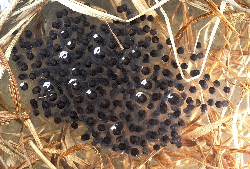 Southern Leopard Frog eggs (Rana sphenocephala pipiens).