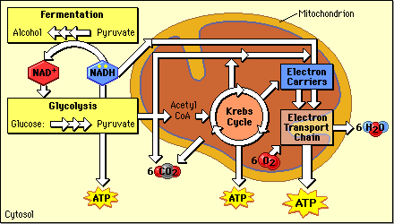 Cellular Respiration