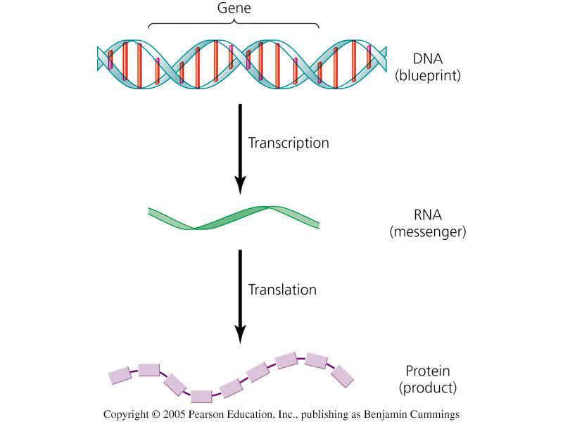 DNA to protein