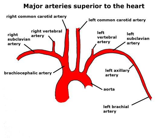 superior arteries