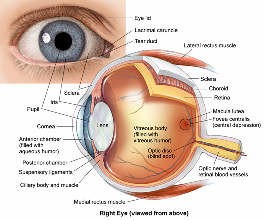 Anatomy Of The Eye - The eye can be compared to a camera.