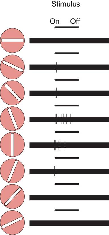 Orientation Sensitivity 