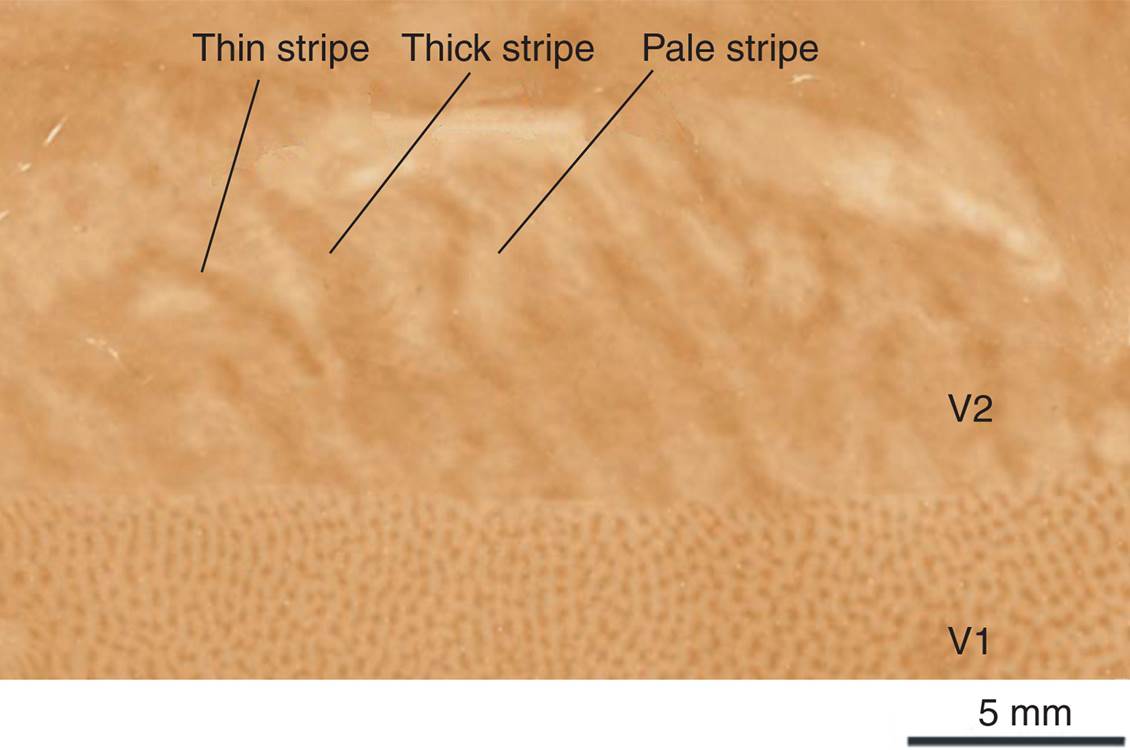 Blobs and Stripes in Visual Cortex