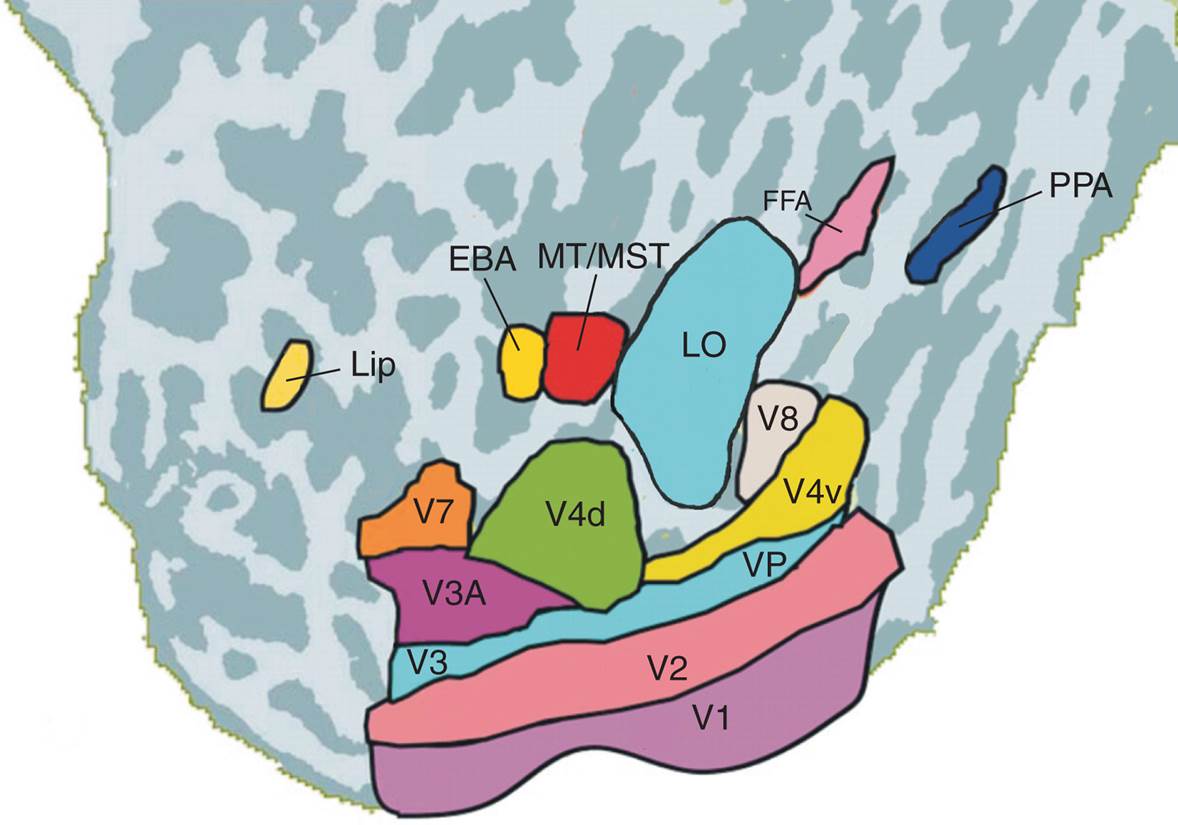 Components of the Ventral 