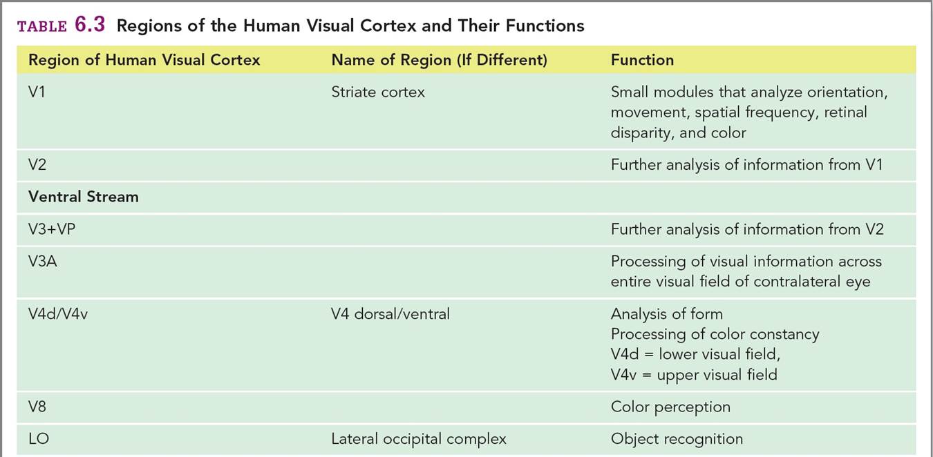 Regions of the Human Visual Cortex and Their Functions