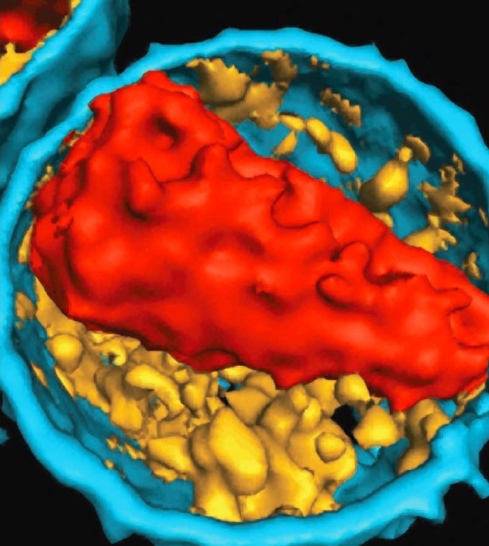 Inside of the Human Immunodeficiency Virus (HIV)