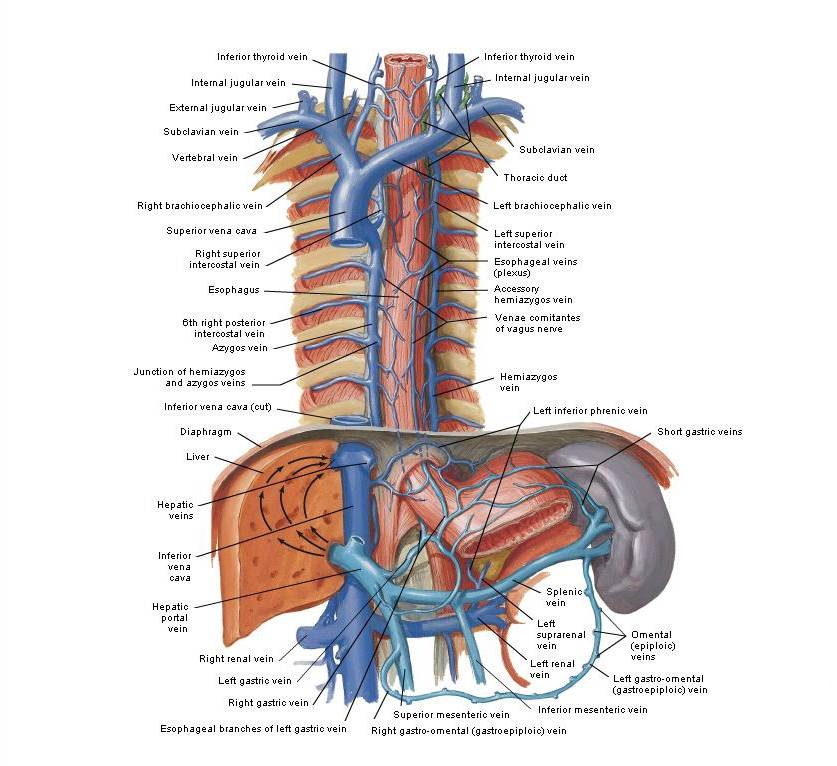 Veins of Esophagus