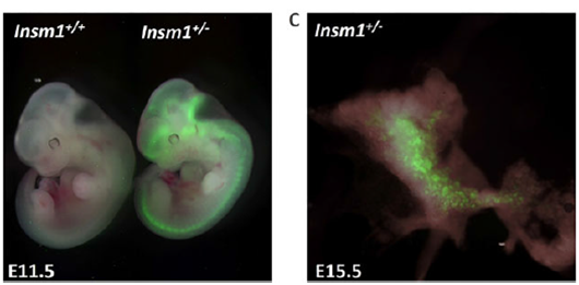 Insm1