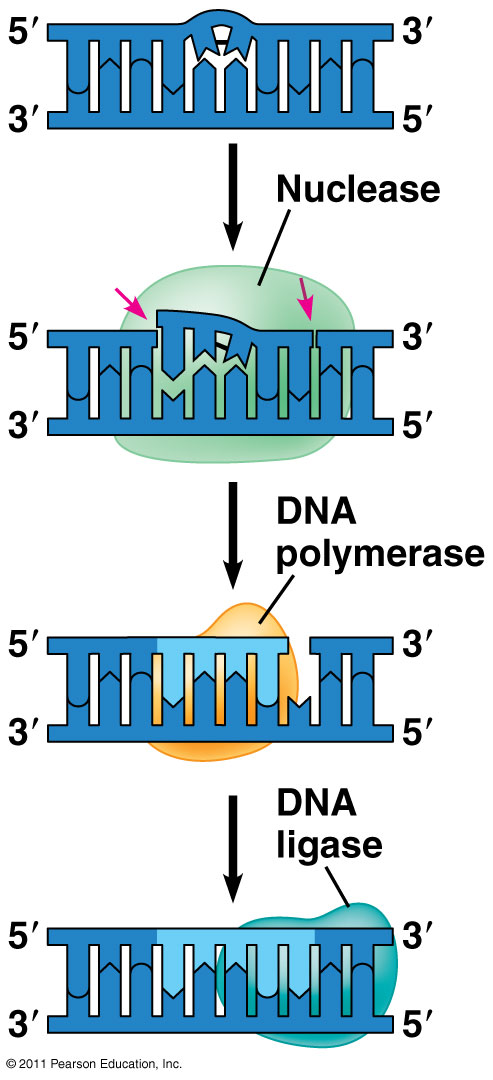 DNA Excision Repair